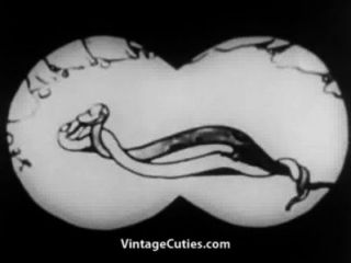 siinderella sex toon